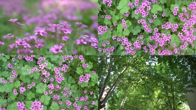 粉色花橘黄色枫叶和树林