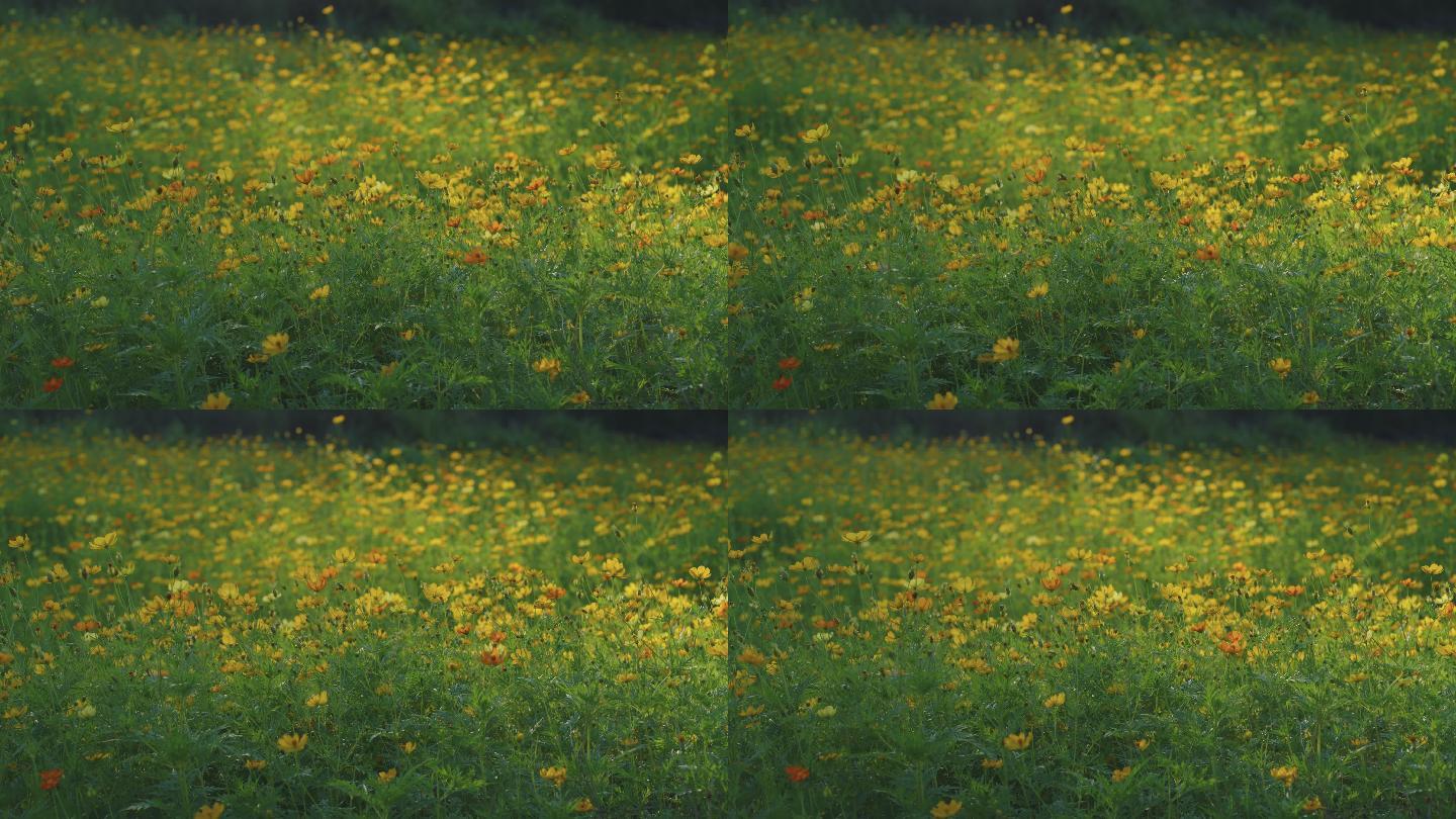 农业园中的黄色宇宙花