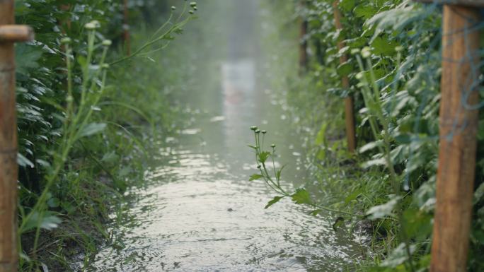 从管道中流出的水流向渠道和花农浇灌植物。水对人类和农业有用。