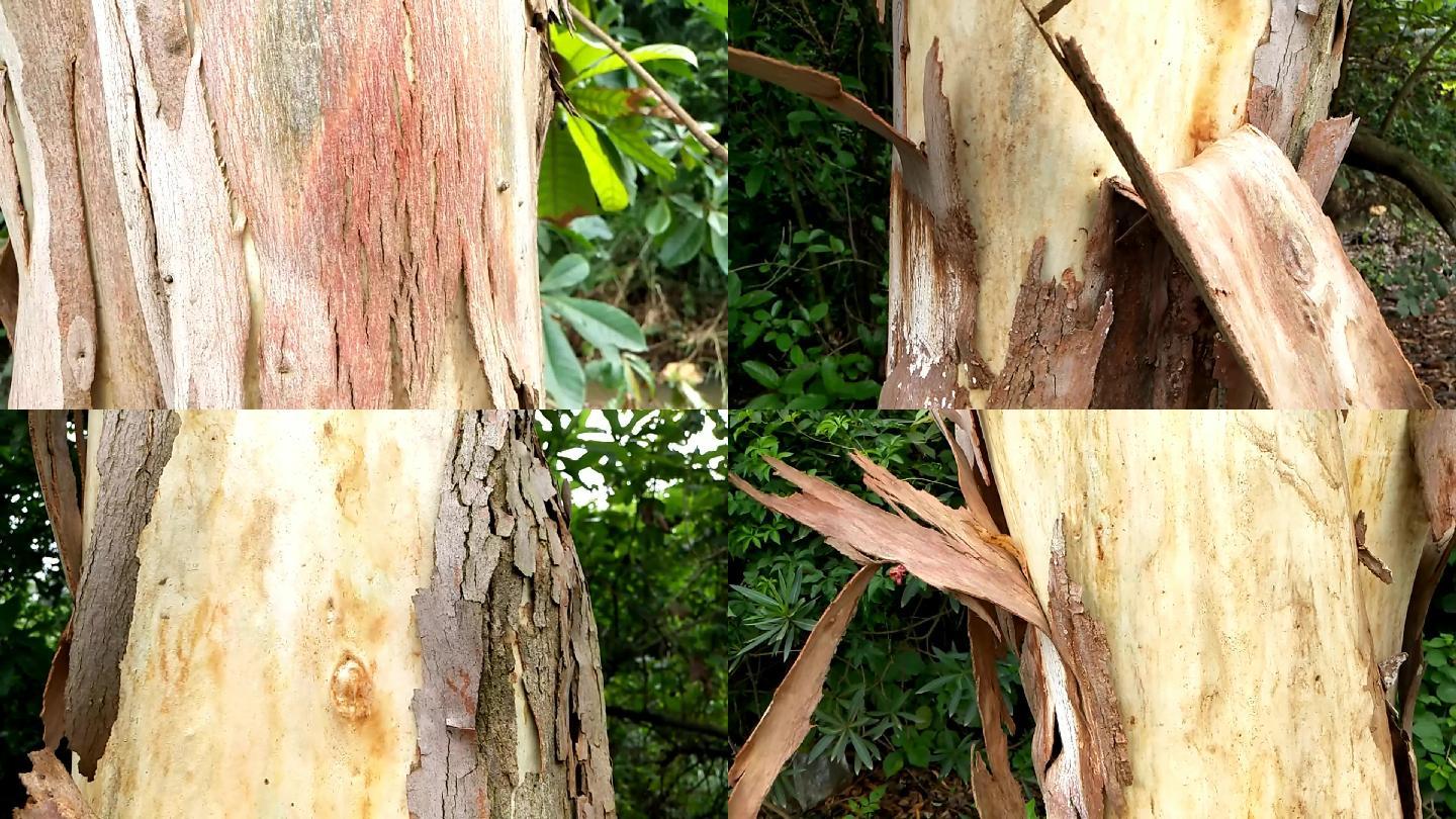 速丰桉快速生长树身膨胀树皮膨脱落经济林业