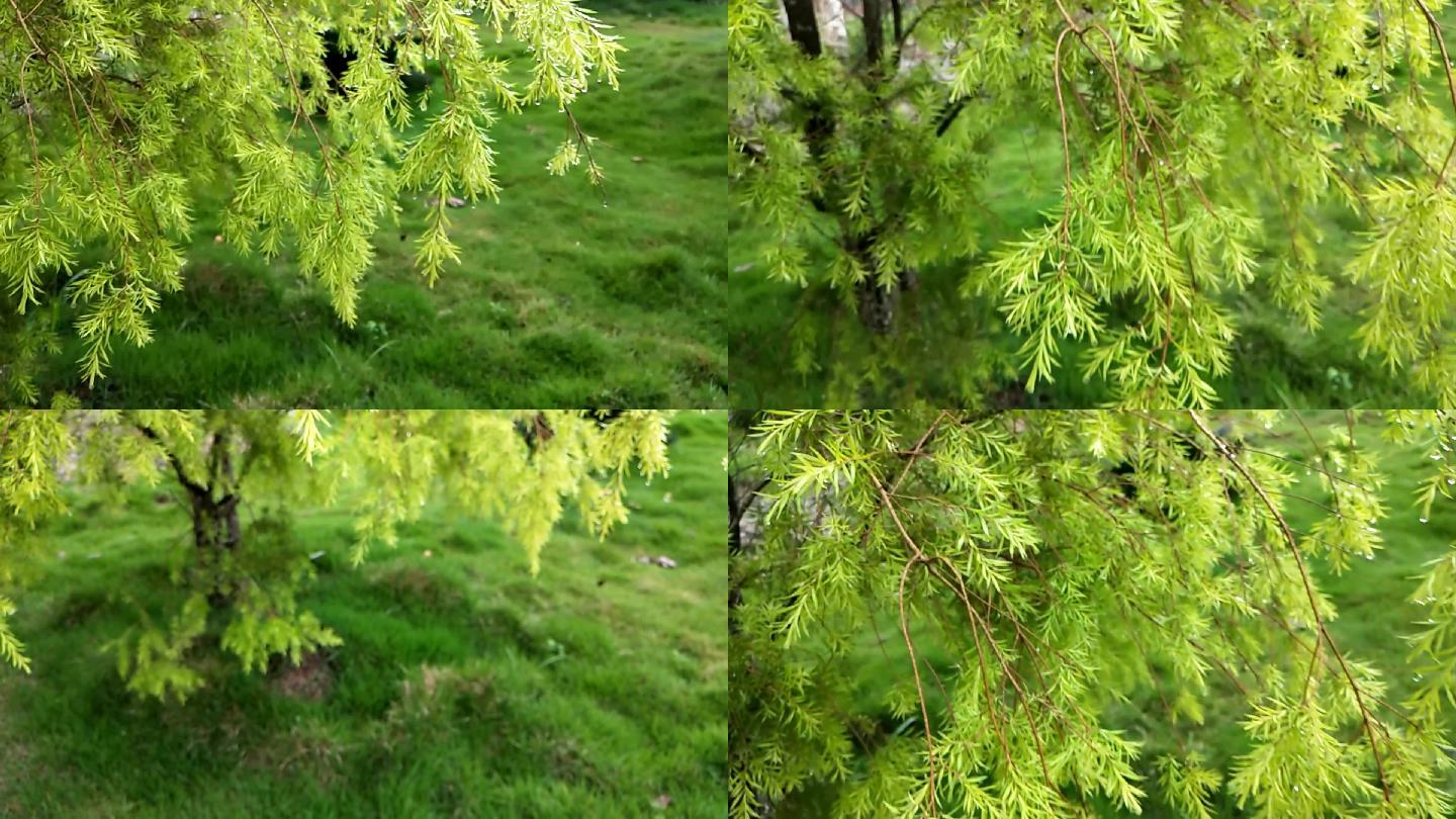 雨后的马尾松春天雨水嫩草绿树雨滴
