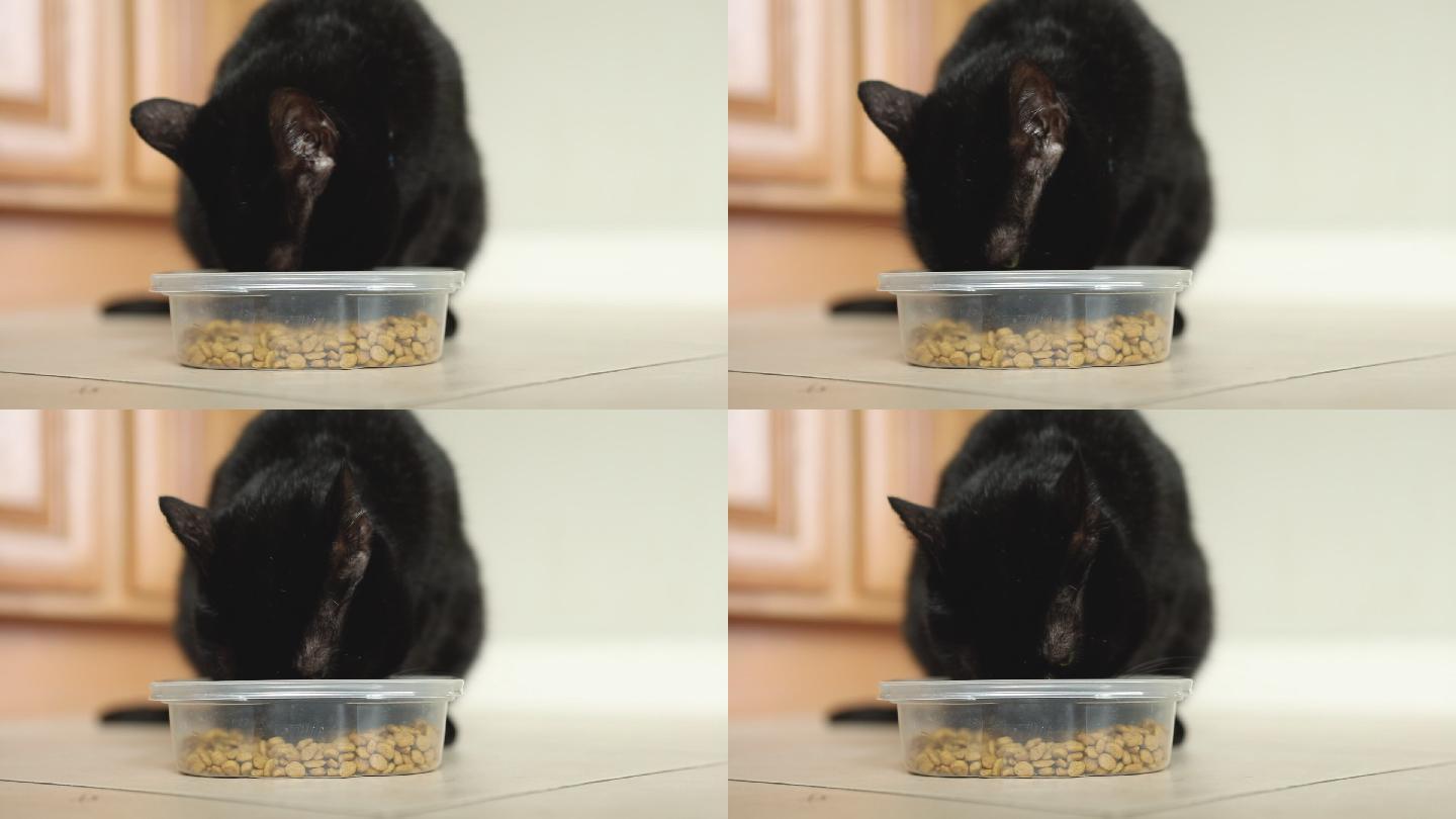 黑猫吃清菜喂养