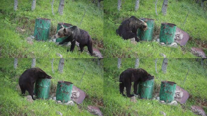 一只熊在树林里的垃圾桶里翻找的跟踪录像