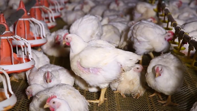 【镜头合集】激素鸡谣言探秘鸡肉养殖场