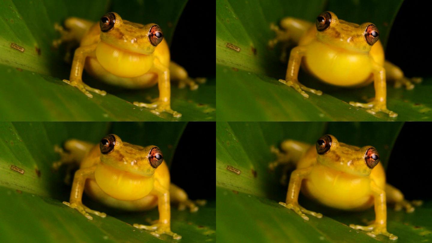Snouted treefrog