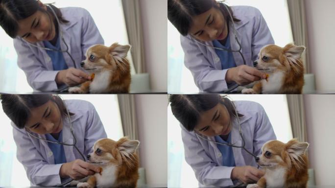 兽医正在检查你宠物的身体状况