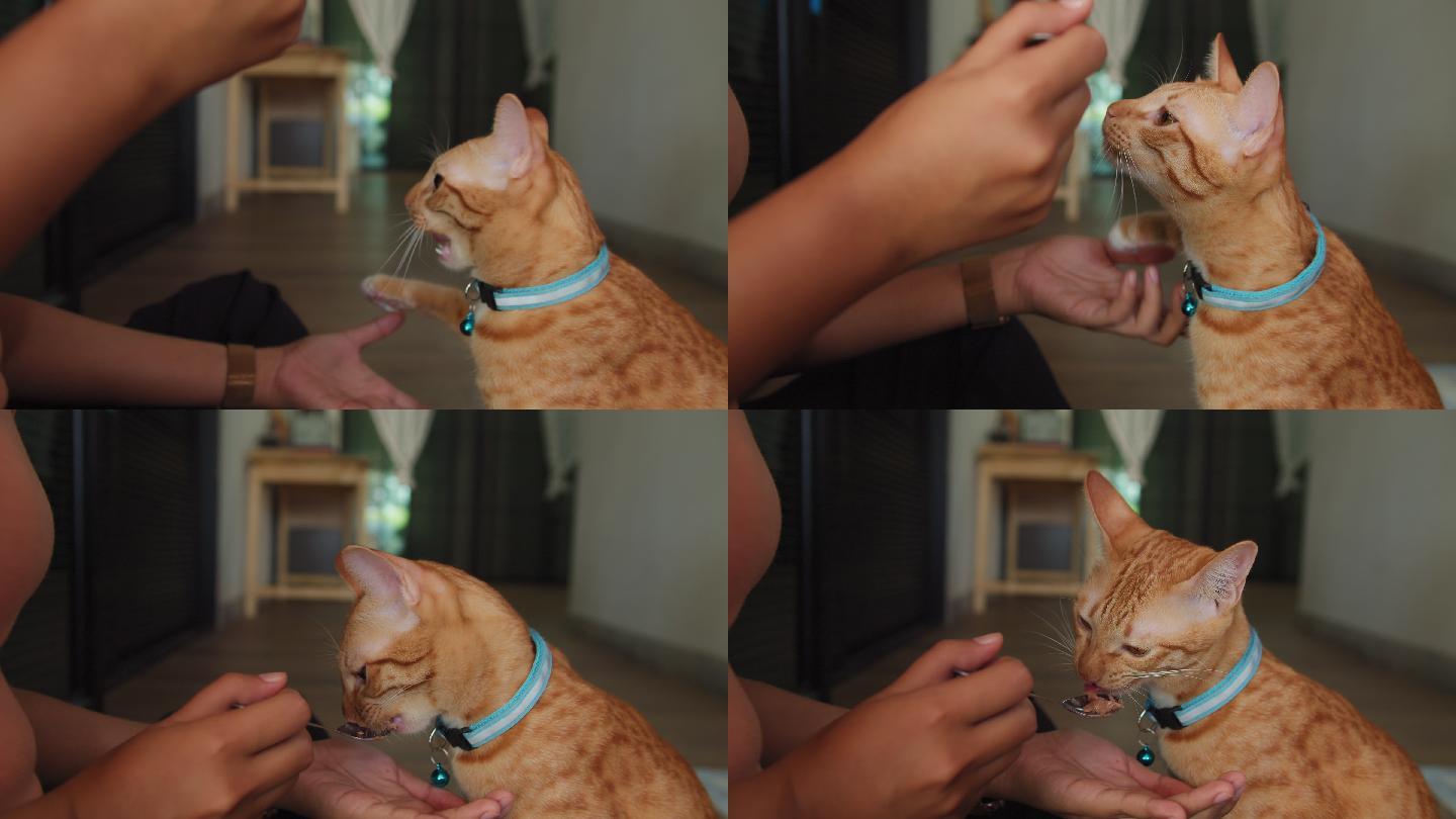 主人正在猫主人的房子里喂养并愉快地训练可爱的小猫。快乐宠物的概念。4k慢动作。