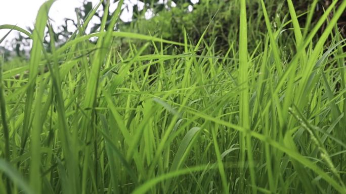 微风吹拂小草绿草随风飘荡