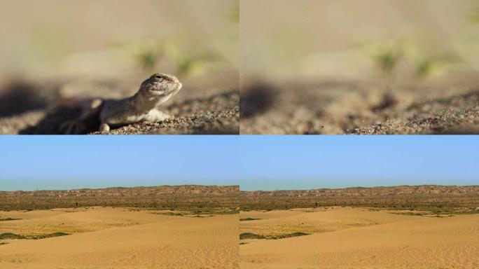 沙漠蜥蜴扒沙