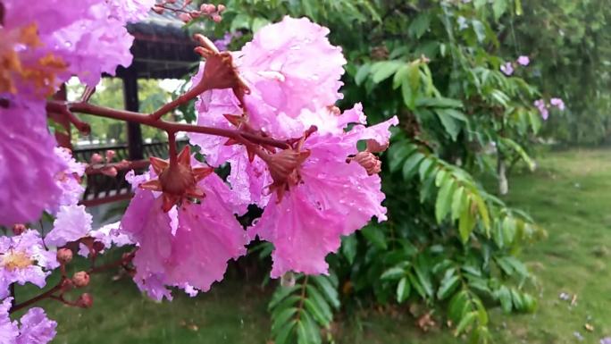 下雨天雨打鲜花花朵绿树草地花开雨洒花朵