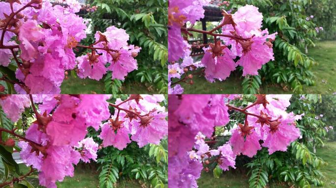 下雨天雨打鲜花花朵绿树草地花开雨洒花朵