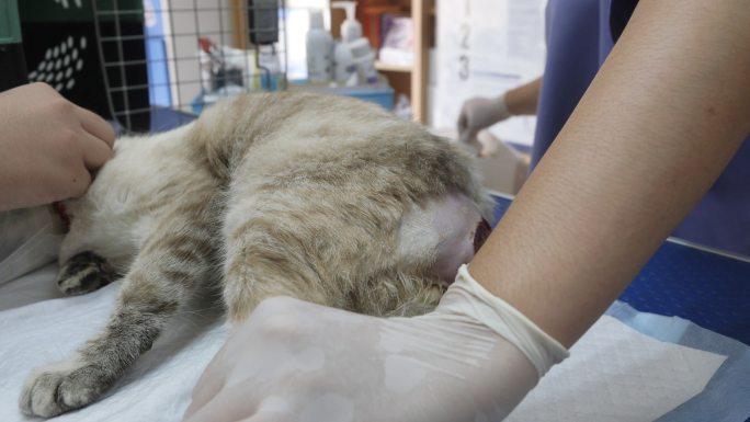 一位兽医正在治疗一只猫的伤口。