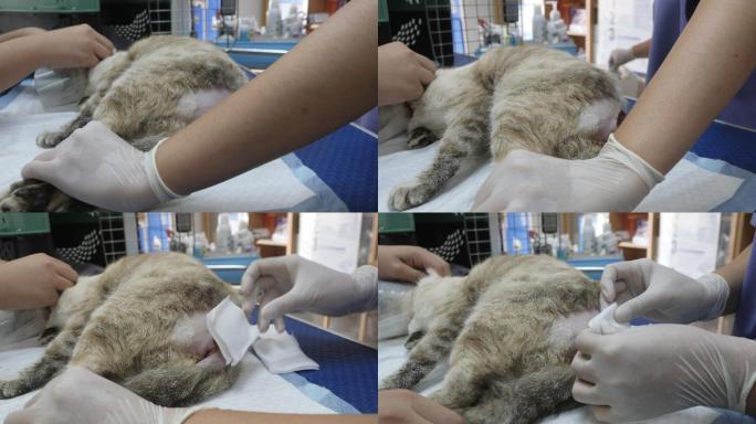 一位兽医正在治疗一只猫的伤口。