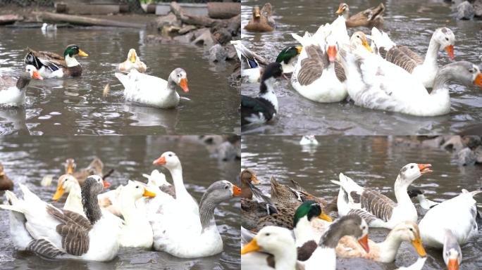 池塘里的鹅和鸭生态养鸭鸭子喂食原生态鸭子