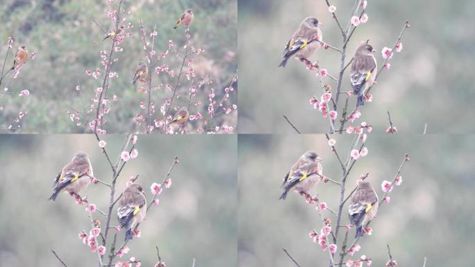 梅花树上的金翅雀，鸟语花香金翅雀叫声