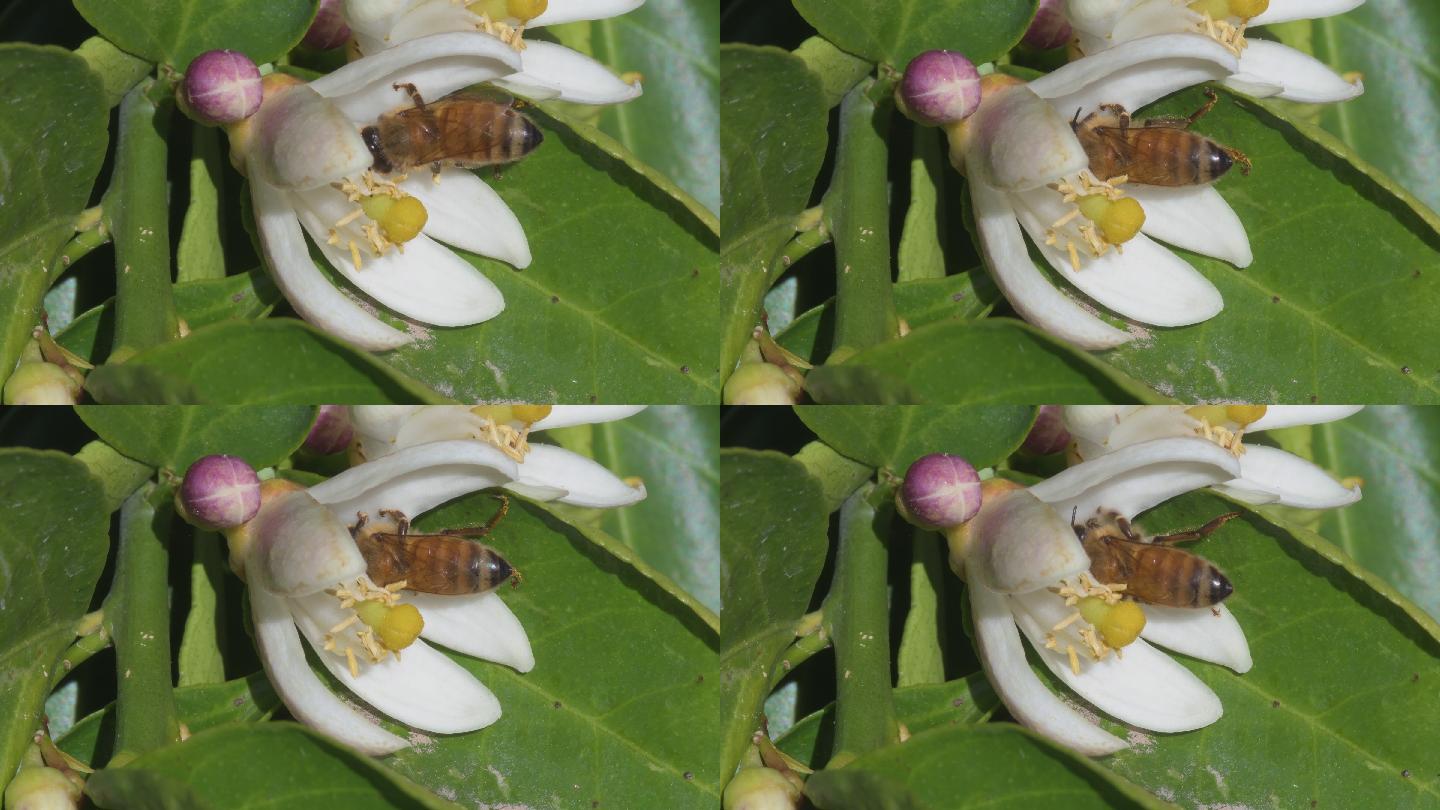 蜜蜂吃柠檬花上的蚜虫