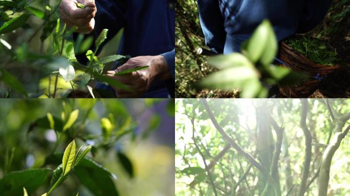 采老茶树野茶