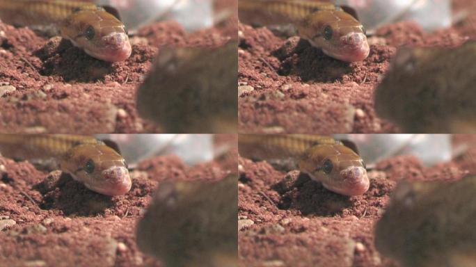 小饰物蛇夜猎鼠和老鼠动物世界实拍近景视频