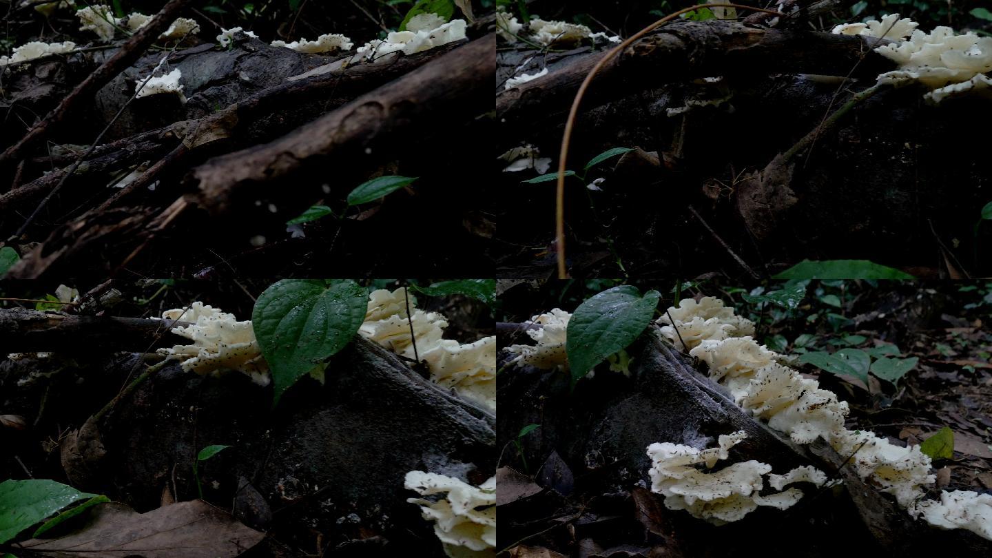 大自然苔藓蕨类蘑菇在天堂瀑布滑落拍摄。