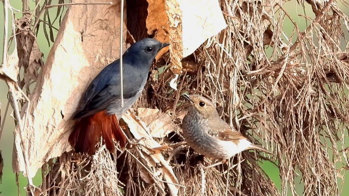 红尾水鸲公鸟和母鸟，红尾水鸲求偶