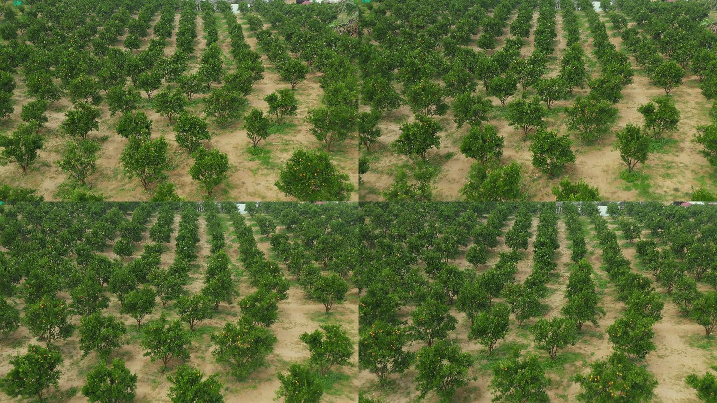为农业用途而成排种植的山上橘子田农场鸟瞰图。