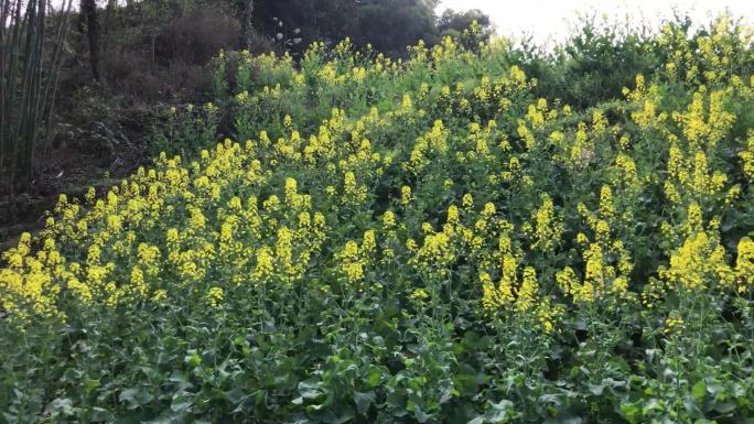 春天嘉阳小火车油菜花田