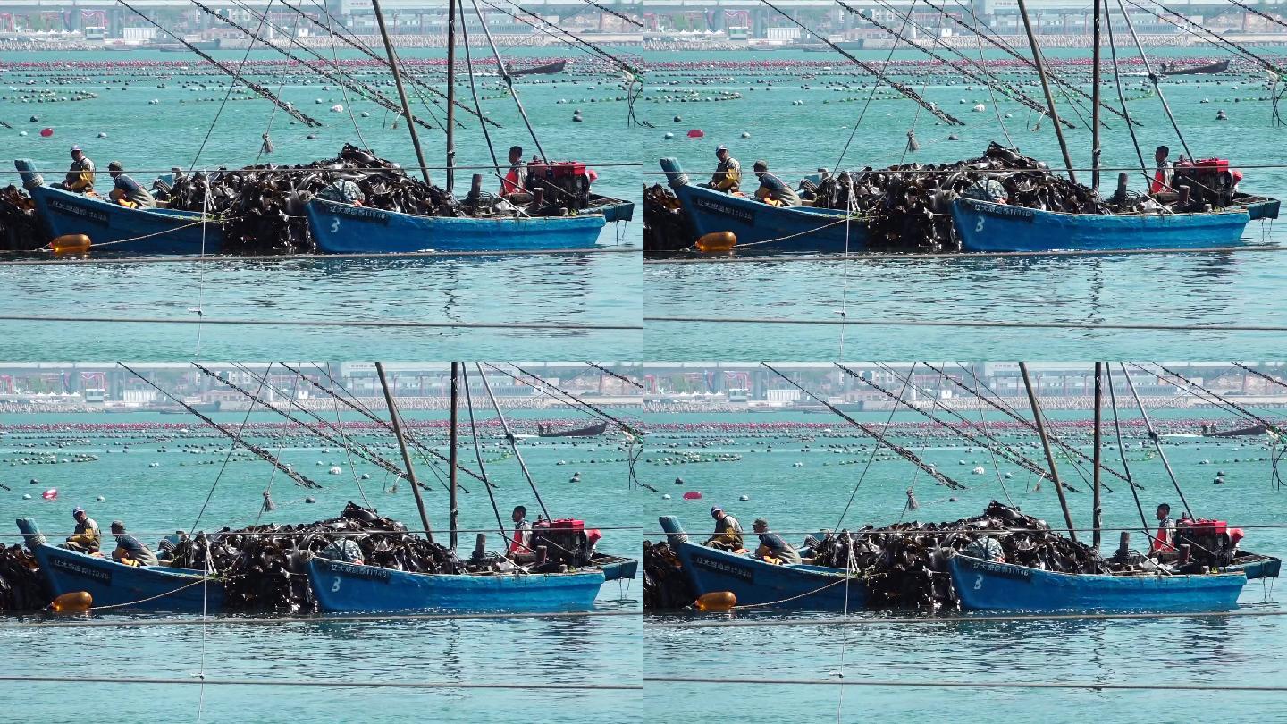 原创视频素材 繁忙的海湾 海带收获的时节