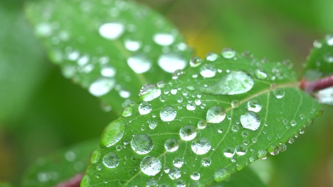 晨露 露珠 水珠 水滴 水 草叶