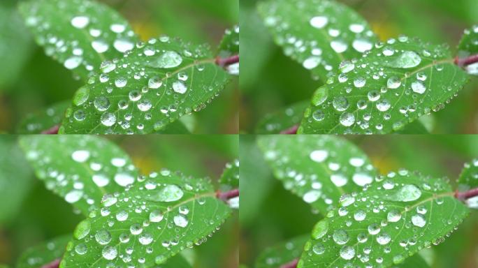 晨露 露珠 水珠 水滴 水 草叶