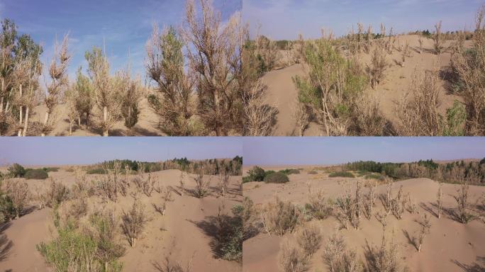 沙丘枯黄白杨树林