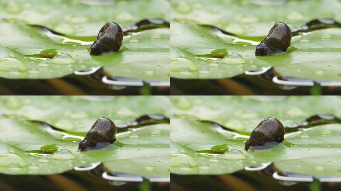 在池塘里的睡莲叶上爬行的被修剪过的蜗牛。