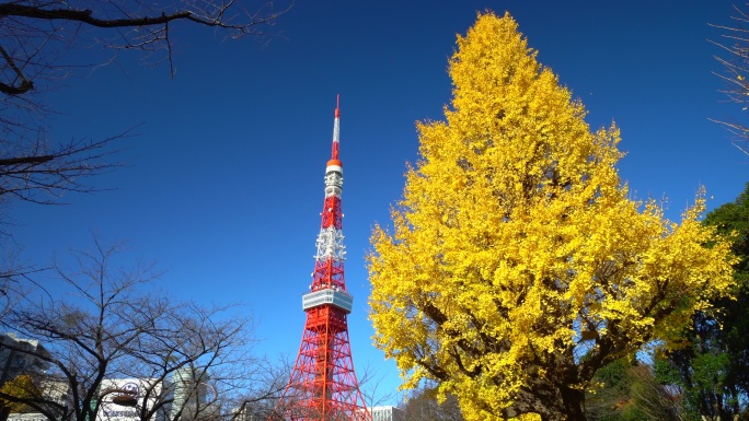银杏树与东京塔京街景