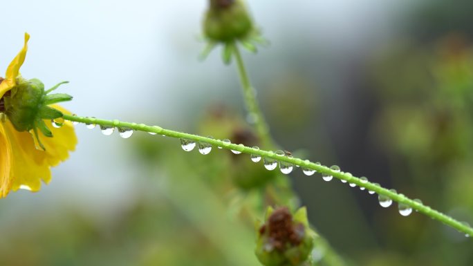 水珠 水滴 水 草叶 雨滴 雨后