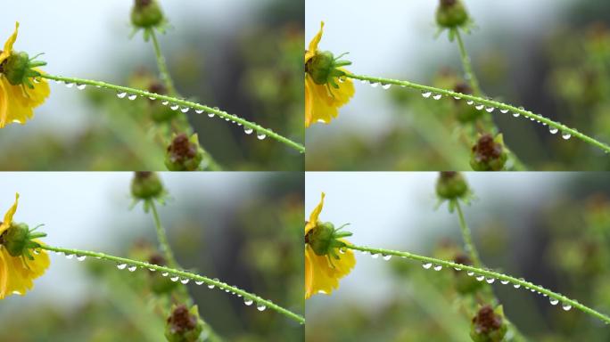 水珠 水滴 水 草叶 雨滴 雨后