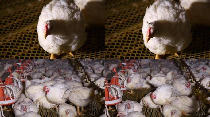 【镜头合集】激素鸡谣言探秘鸡肉养殖场