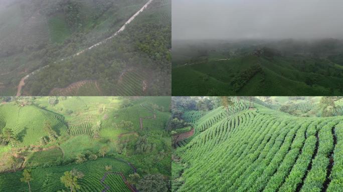 信阳毛尖茶山