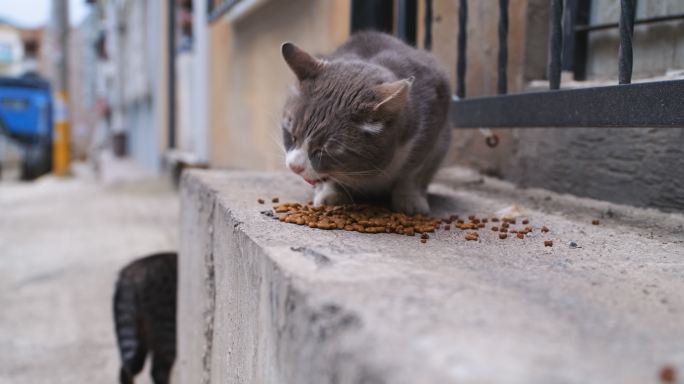 流浪猫吃东西流浪猫