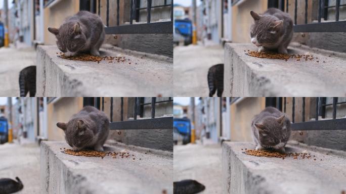 流浪猫吃东西流浪猫