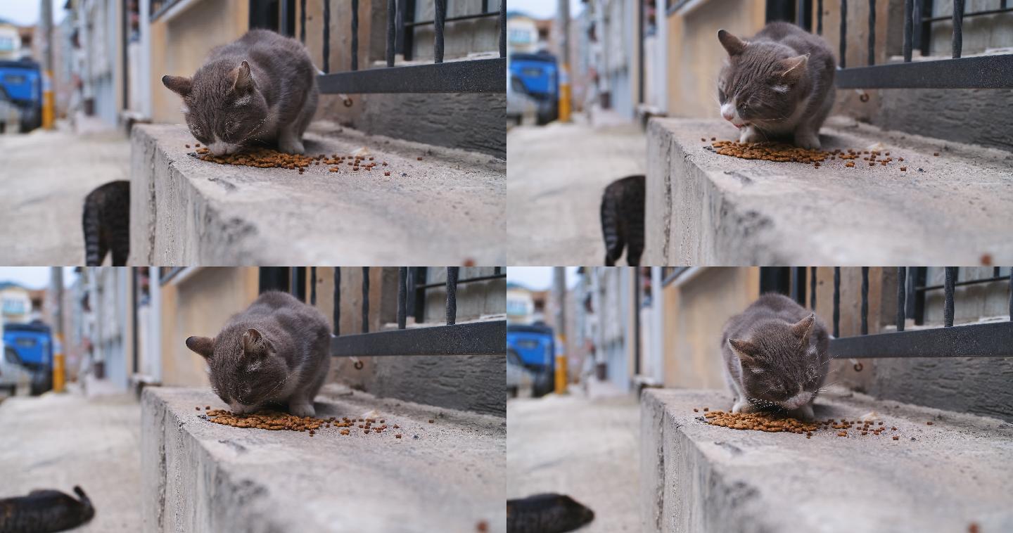 流浪猫吃东西流浪猫