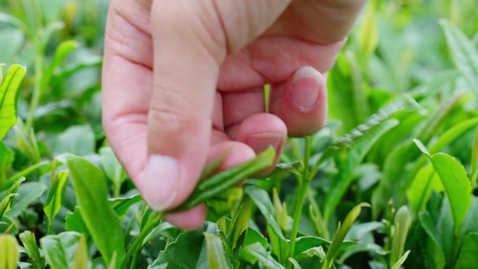 采茶 春茶红茶 茶树茶山茶园