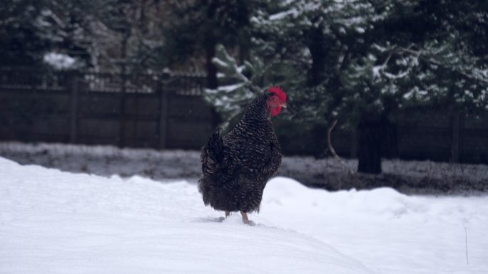 冬季婆罗门家鸡农村土鸡雪地上的土鸡黑色的