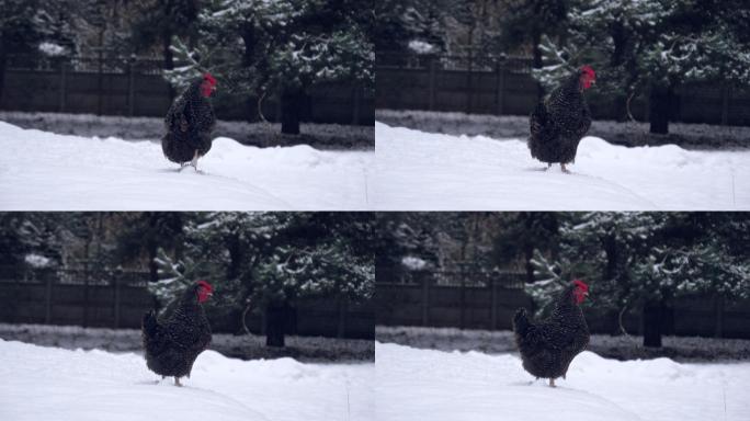 冬季婆罗门家鸡农村土鸡雪地上的土鸡黑色的