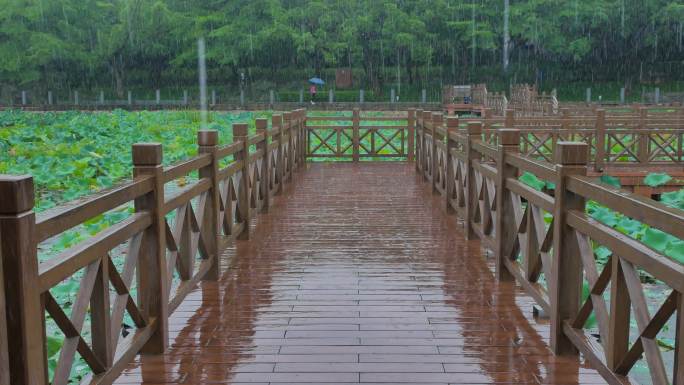 荷花池木栈道九曲桥下雨天雨中荷叶荷塘荷韵