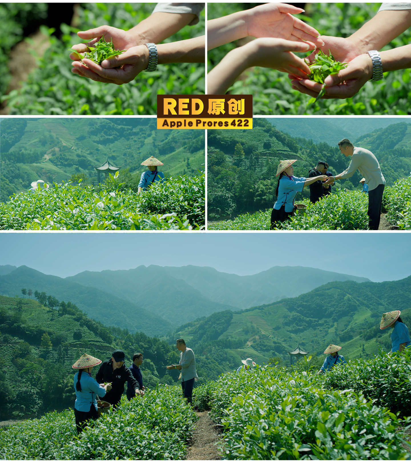 「RED拍摄」高山茶园茶叶采摘乡村旅游