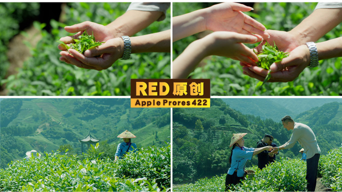 「RED拍摄」高山茶园茶叶采摘乡村旅游