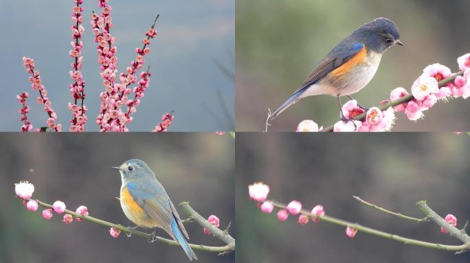 好漂亮的梅花，好漂亮的小鸟红胁蓝尾鸲