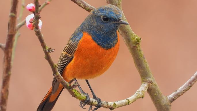 繁花似锦梅花，梅花上漂亮的小鸟