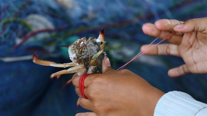 沿海渔港出售的蓝梭子蟹系带