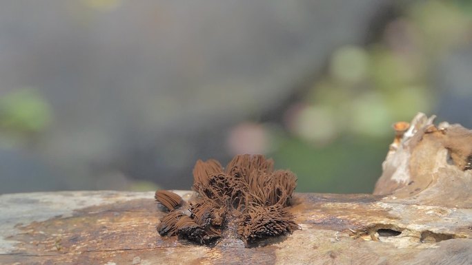 植物繁殖，苔藓孢子。