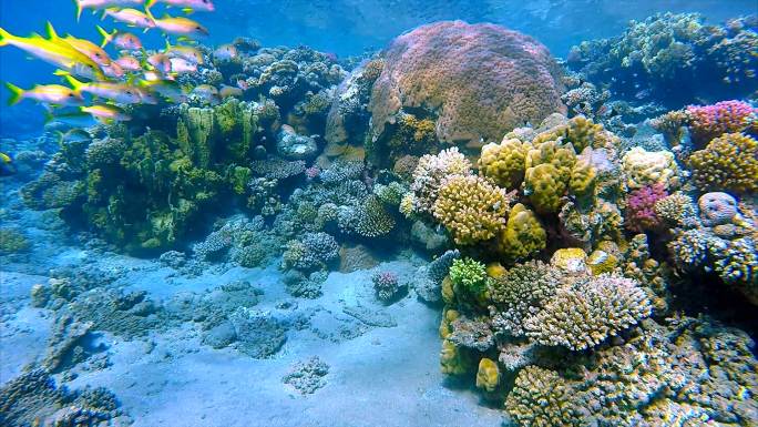 多彩珊瑚礁-红海海底生物